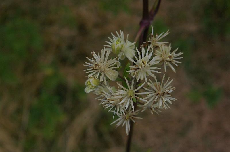 IMGP0055_clematite_vigne blanche_fleur.JPG